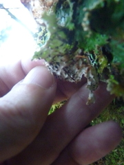 Peltigera aphthosa