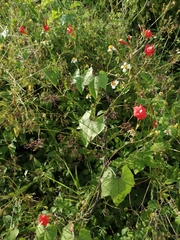 Ipomoea hederifolia