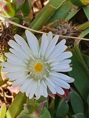 Delosperma litorale