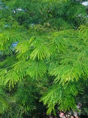Delonix regia