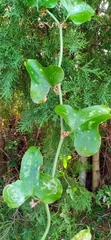 Smilax