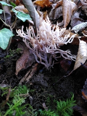 Clavulina coralloides