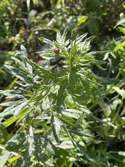 Artemisia verlotiorum