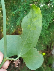 Smilax
