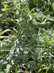 Artemisia verlotiorum