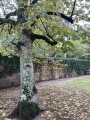 Tilia tomentosa