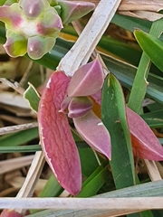 Delosperma litorale