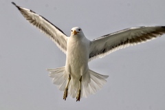 Larus dominicanus