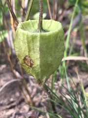 Physalis virginiana