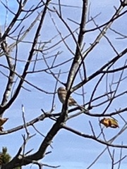 Spizella passerina