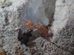 Solenopsis