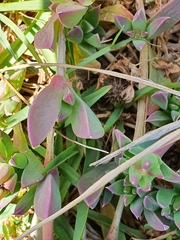 Delosperma litorale