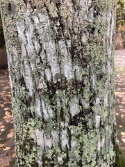 Tilia tomentosa