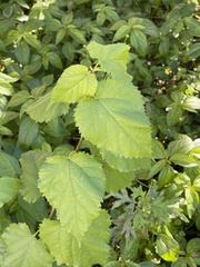 Magnoliopsida