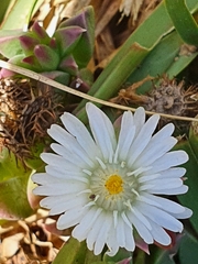 Delosperma litorale