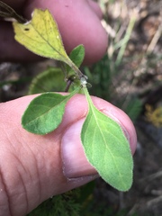 Physalis virginiana