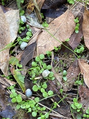 Hydrocotyle verticillata