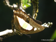Polyura athamas