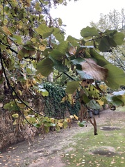 Tilia tomentosa