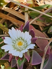 Delosperma litorale