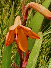 Watsonia meriana