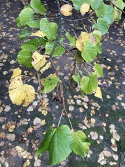 Tilia tomentosa