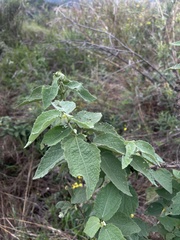 Triumfetta pilosa tomentosa