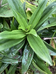 Gentiana cruciata