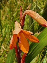 Watsonia meriana