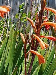 Watsonia meriana