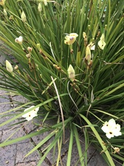 Dietes bicolor