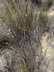 Lachnaea globulifera