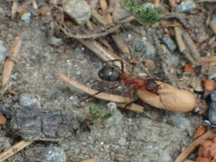Formica sanguinea