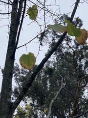 Tilia