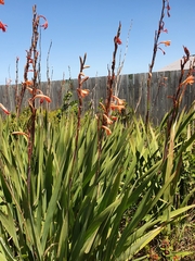 Watsonia meriana