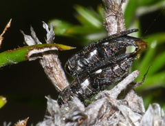 Buprestidae