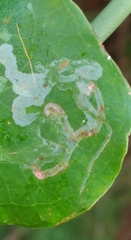 Liriomyza schmidti