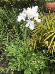 Scabiosa