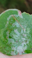 Liriomyza schmidti