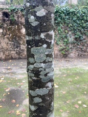 Tilia