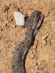 Bitis atropos