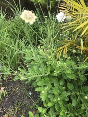 Scabiosa
