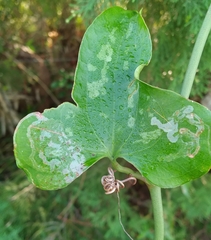 Liriomyza schmidti