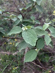 Triumfetta pilosa tomentosa