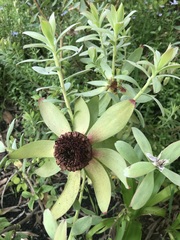 Leucadendron tinctum