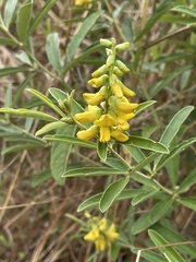 Eriosema psoraleoides