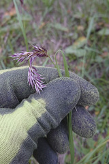 Melica transsilvanica
