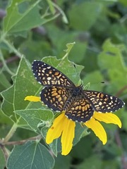 Texola elada ulrica