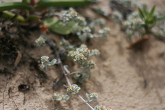 Helichrysum litorale