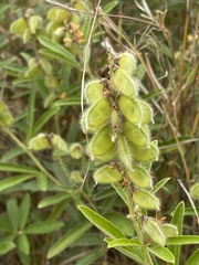 Eriosema psoraleoides